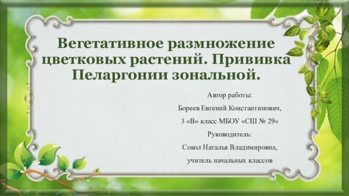 Вегетативное размножение цветковых растений. Прививка Пеларгонии зональной.Автор работы: Бореев Евгений Константинович, 3