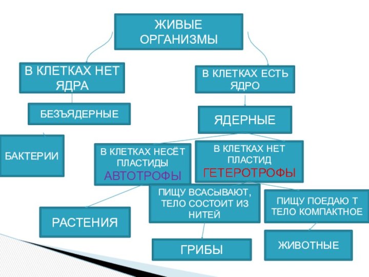 ЖИВЫЕ ОРГАНИЗМЫ В КЛЕТКАХ НЕТ ЯДРА В КЛЕТКАХ ЕСТЬ ЯДРО БЕЗЪЯДЕРНЫЕ ЯДЕРНЫЕ