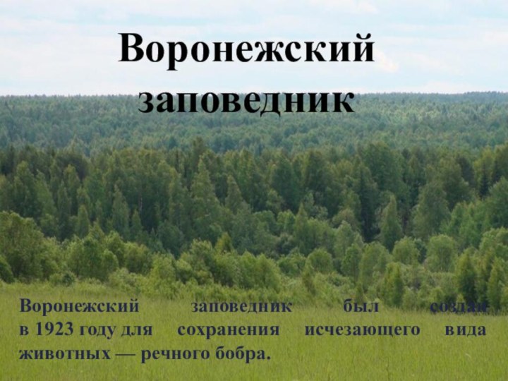 Воронежский заповедник был создан в 1923 году для сохранения исчезающего вида животных — речного бобра.Воронежский заповедник