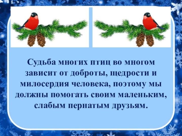 Судьба многих птиц во многом зависит от доброты, щедрости и милосердия человека,