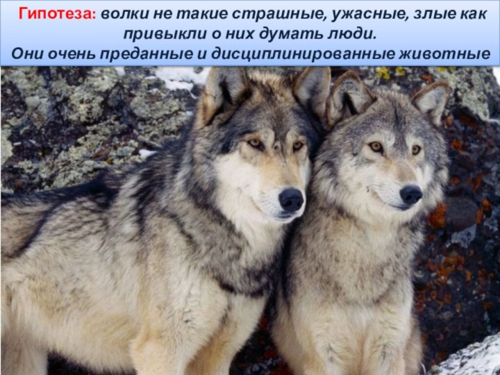 Гипотеза: волки не такие страшные, ужасные, злые как привыкли о них