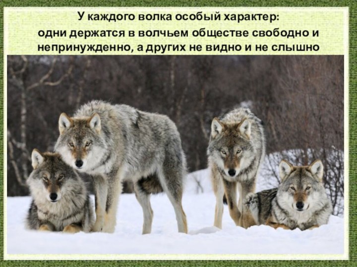 У каждого волка особый характер: одни держатся в волчьем обществе свободно и