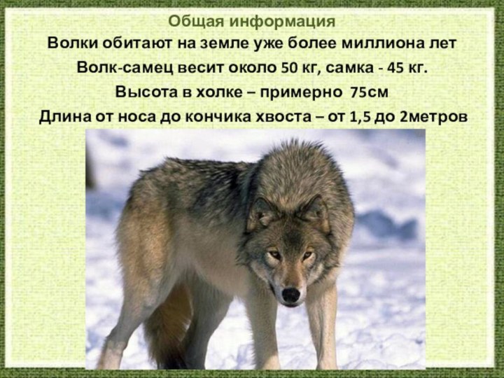 Волки обитают на земле уже более миллиона лет Волк-самец весит около 50