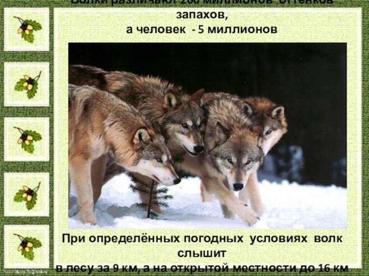 Волки различают 200 миллионов оттенков запахов,  а человек - 5