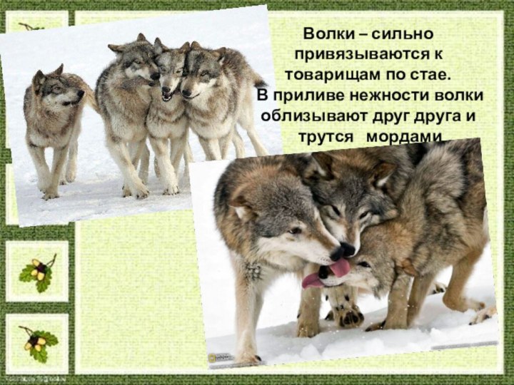 Волки – сильно привязываются к товарищам по стае.  В приливе нежности