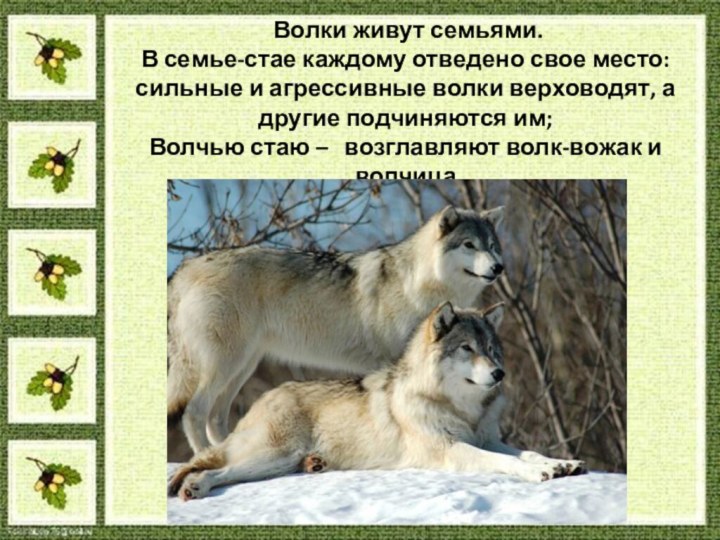Волки живут семьями.  В семье-стае каждому отведено свое место: