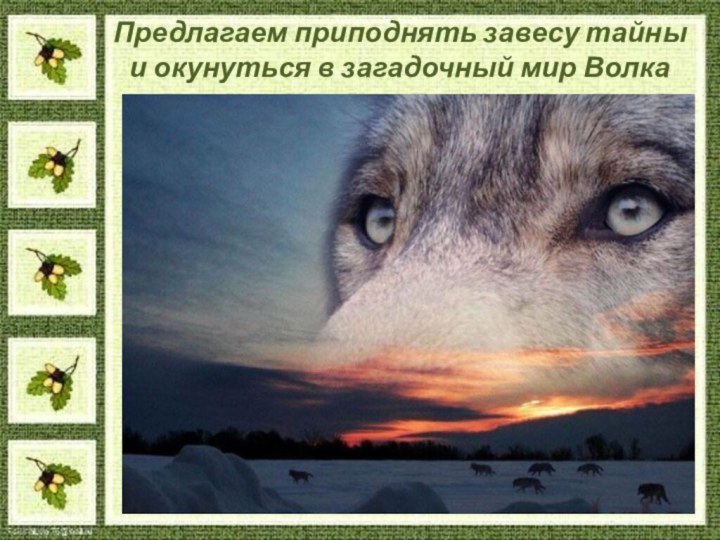 Предлагаем приподнять завесу тайны и окунуться в загадочный мир Волка