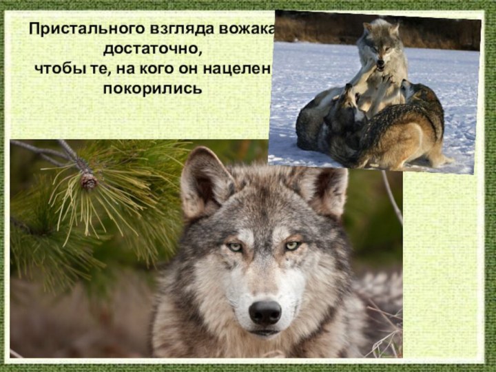 Пристального взгляда вожака достаточно,  чтобы те, на кого он нацелен, покорились