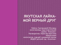 Презентация по НПК на тему:  Якутская лайка-мой верный друг
