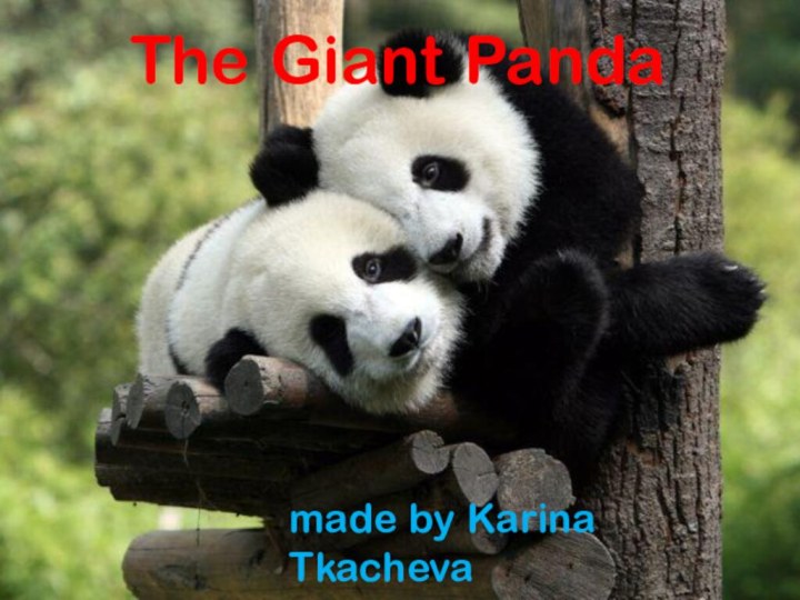 The Giant Panda made by Karina Tkacheva6 Form