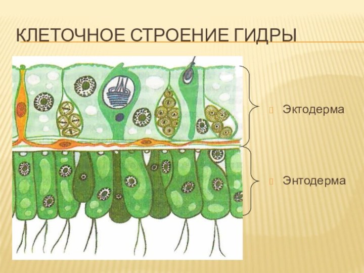 Клеточное строение гидры