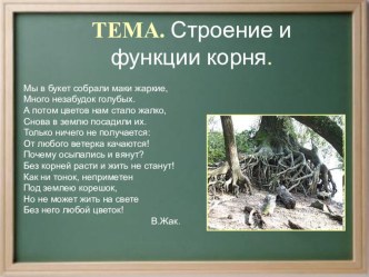 Презентация по биологии на тему Корень