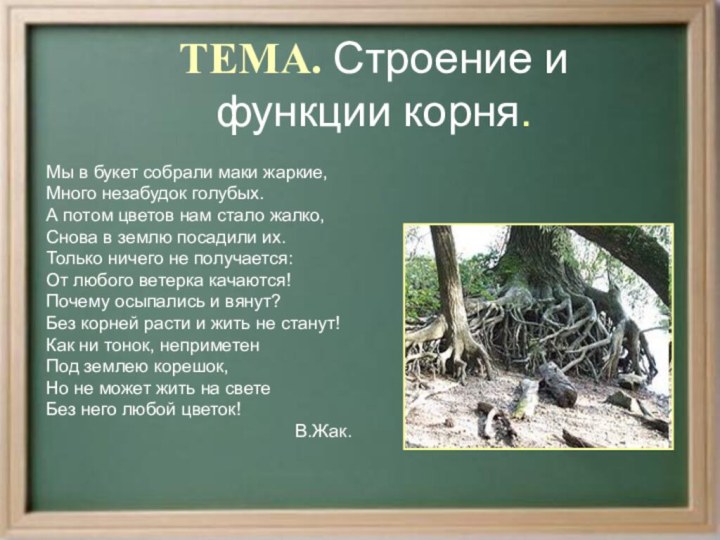 ТЕМА. Строение и функции корня. Мы в букет собрали маки жаркие,Много незабудок