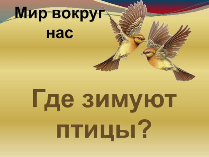 Мир вокруг насГде зимуют птицы?