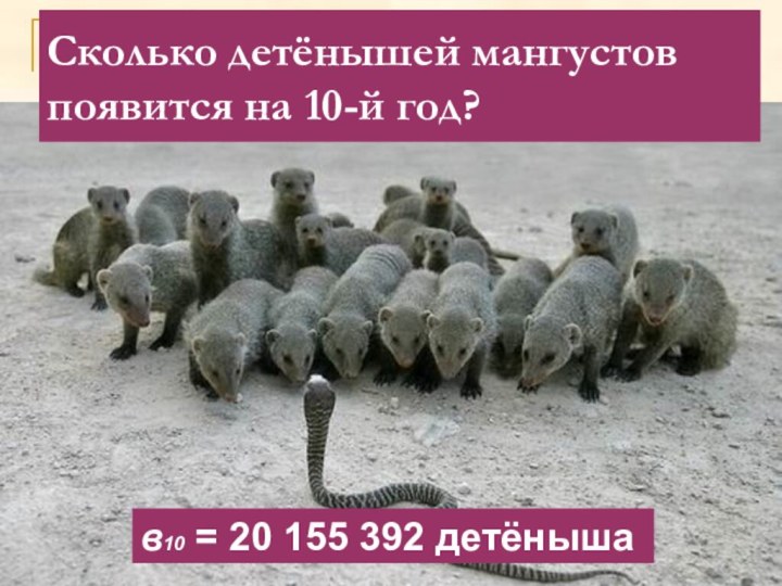 Сколько детёнышей мангустов появится на 10-й год? в10 = 20 155 392 детёныша