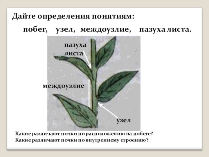 Дайте определения понятиям: побег,узел, междоузлие,пазуха листа.узелмеждоузлиепазуха листаКакие различают почки по расположению на