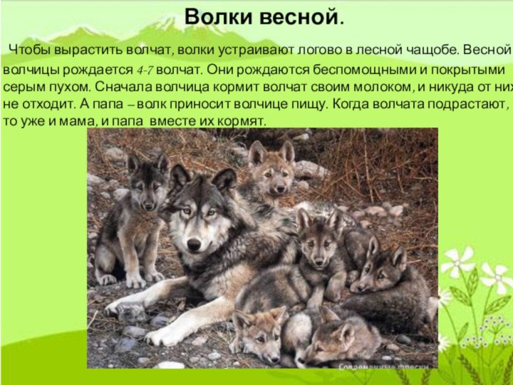 Волки весной. Чтобы вырастить волчат, волки устраивают логово в лесной чащобе. Весной