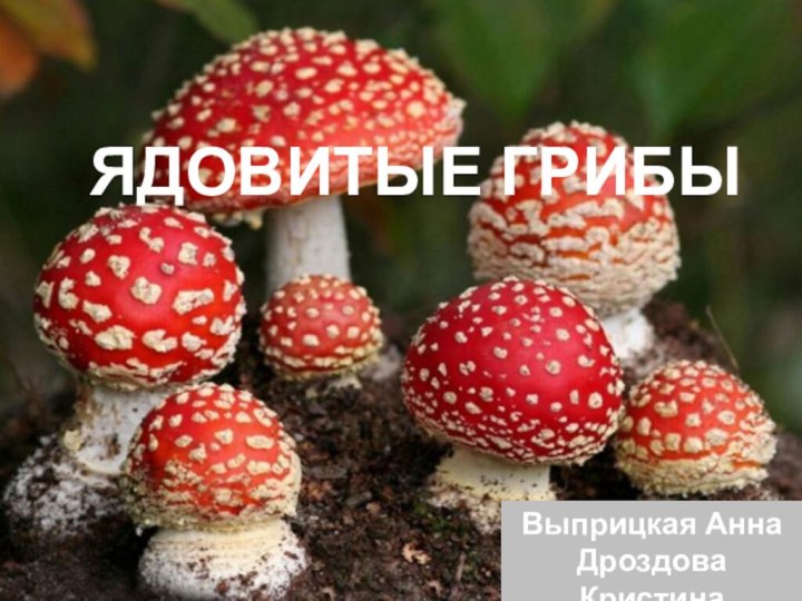 Ядовитые грибы Выприцкая Анна  Дроздова Кристина