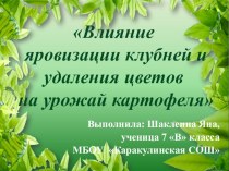 Презентация исследовательской работы Влияние яровизации и удаления цветов на урожай картофеля