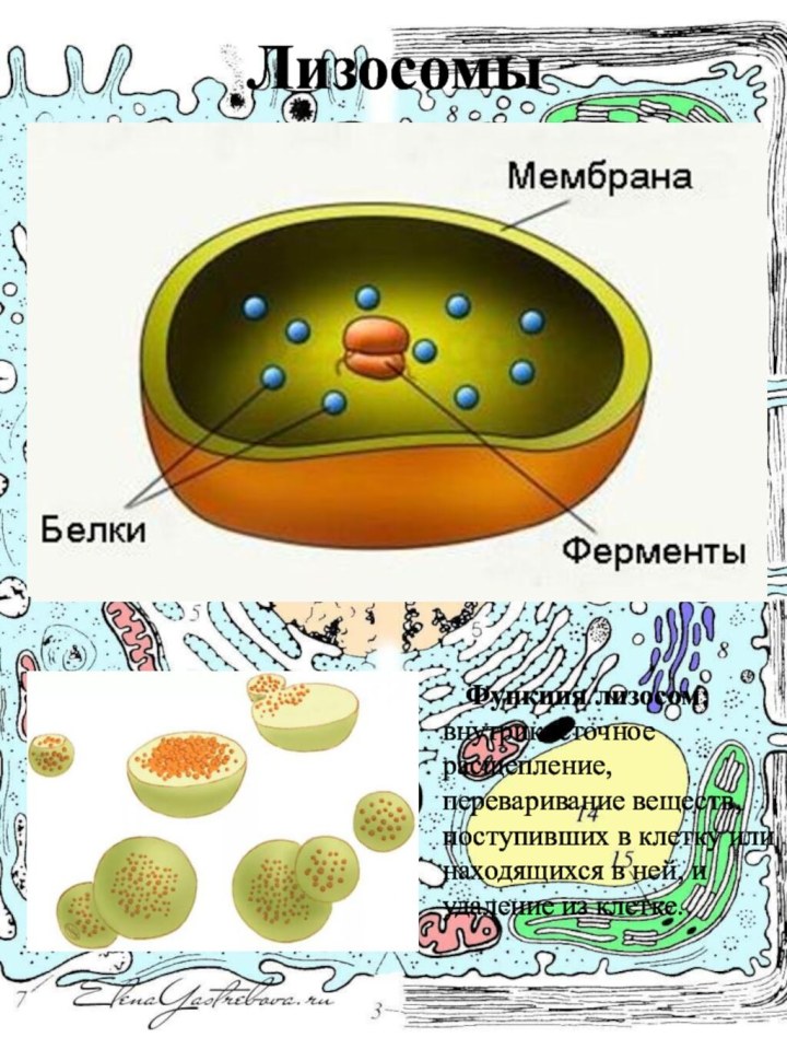 Рисунок лизосом клетки. Строение лизосомы клетки. Строение растительной клетки лизосомы. Структура лизосомы рисунок.