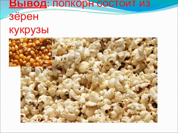 Вывод: попкорн состоит из зёрен  кукрузы