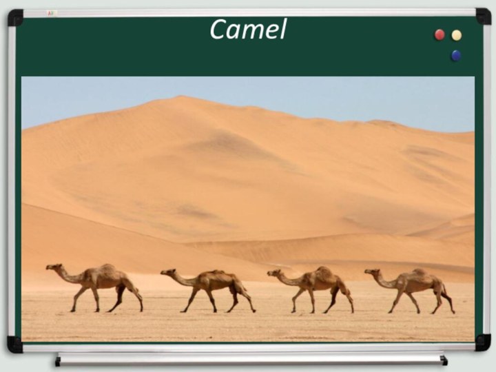 Camel