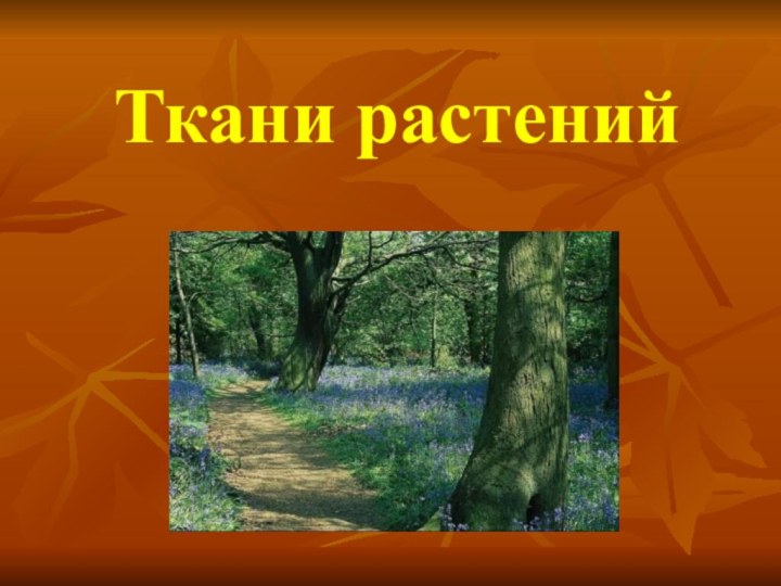 Ткани растений