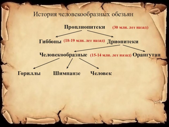 История человекообразных обезьянПроплиопитекиГиббоныДриопитекиЧеловекообразныеОрангутанГориллыШимпанзеЧеловек(30 млн. лет назад)(18-19 млн. лет назад)(15-14 млн. лет назад)