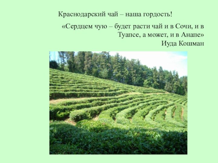 Краснодарский чай – наша гордость!«Сердцем чую – будет расти чай и в