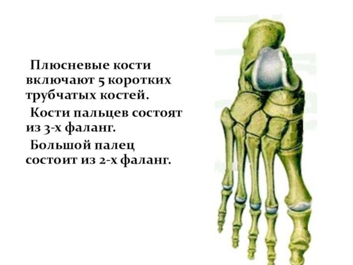Плюсневые кости включают 5 коротких трубчатых костей.	Кости пальцев состоят из 3-х фаланг.	Большой