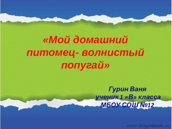 «Мой домашний питомец- волнистый попугай»Гурин Ваня ученик 1 «В» класса МБОУ СОШ №12