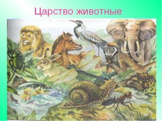 Презентация по биологии на тему: Царство Животные (5 класс)
