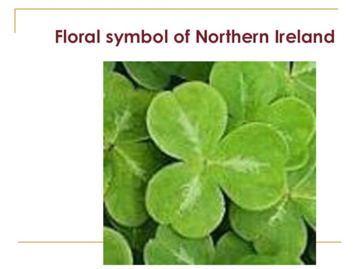 Floral symbol of Northern Ireland