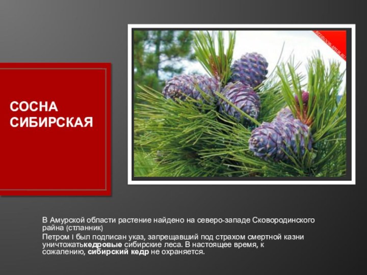 СОСНА СИБИРСКАЯВ Амурской области растение найдено на северо-западе Сковородинского райна (стланник)Петром I