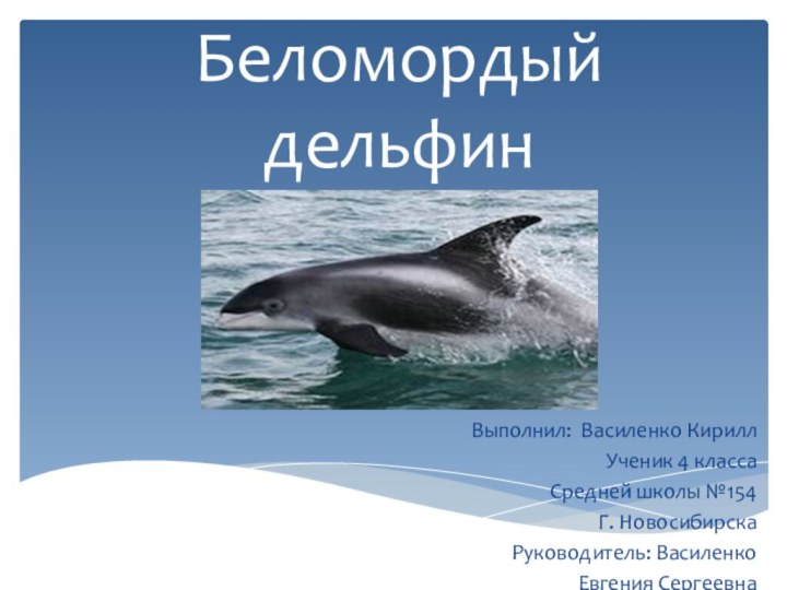 Беломордый дельфин Выполнил: Василенко КириллУченик 4 классаСредней школы №154Г. НовосибирскаРуководитель: Василенко Евгения Сергеевна