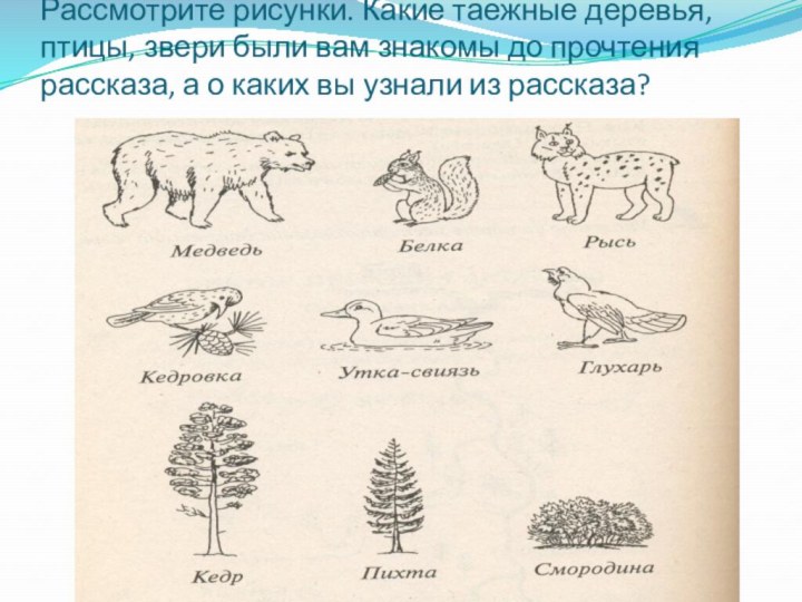 Рассмотрите рисунки. Какие таежные деревья, птицы, звери были вам знакомы до прочтения