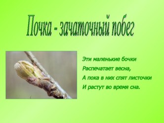 Презентация по биологии для 6 класса : Почка. Внешнее и внутреннее строение