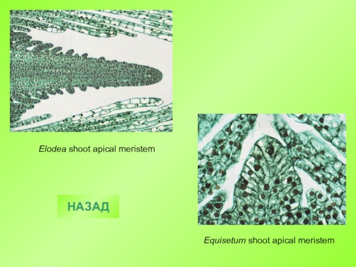 Elodea shoot apical meristem  Equisetum shoot apical meristem  НАЗАД