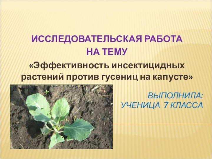 ВЫПОЛНИЛА:  УЧЕНИЦА 7 КЛАССА ИССЛЕДОВАТЕЛЬСКАЯ РАБОТА НА ТЕМУ «Эффективность инсектицидных растений против гусениц на капусте»