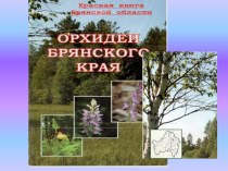 Презентация  Красная книга Брянской области. Орxидеи брянскиx лесов.