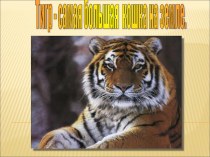 Презентация Тигр - самая большая кошка на земле