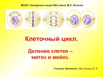 Презентация по биологии на тему Клеточный цикл. Деление клетки - Митоз и мейоз