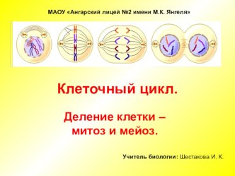 Презентация по биологии на тему Клеточный цикл. Деление клетки - Митоз и мейоз