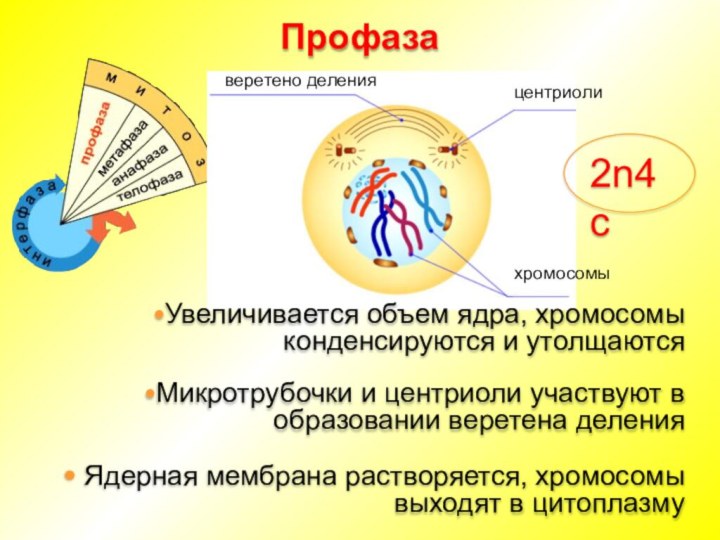 2 деление профаза. Профаза. Профаза митоза. Профаза схема. Участие в образовании веретена деления.