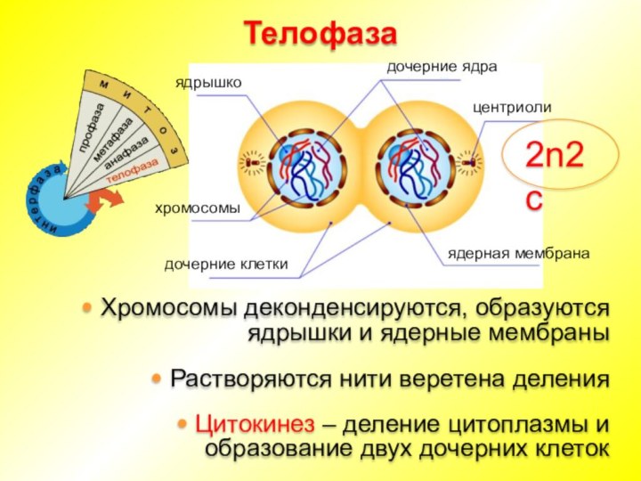 Клеточный центр в процессе митоза отвечает за. Ядра дочерних клеток в телофазе. Телофаза митоза ядра дочерних клеток. Деление ядра клетки. Дочернее ядро.