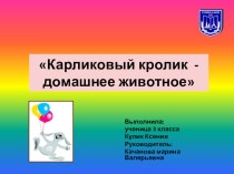 Презентация к исследовательской работе: Карликовый кролик - домашнее животное