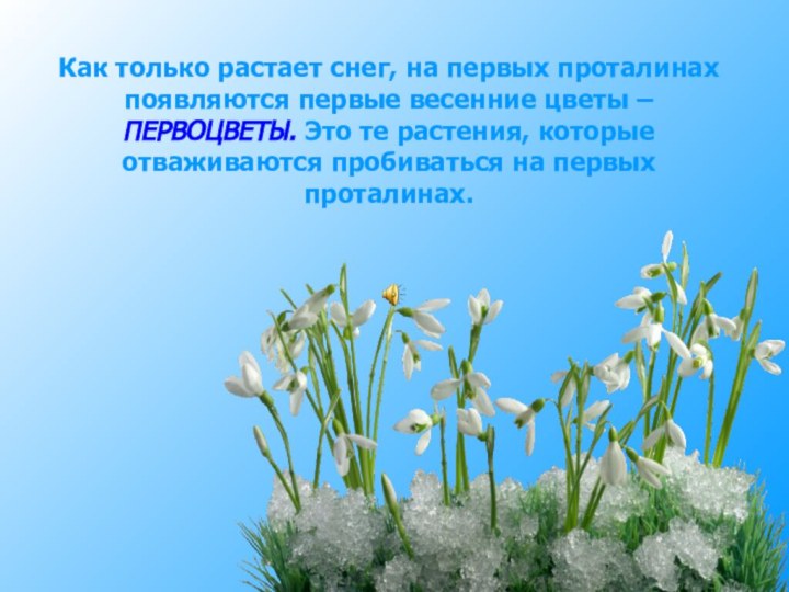 Как только растает снег, на первых проталинах появляются первые весенние цветы –