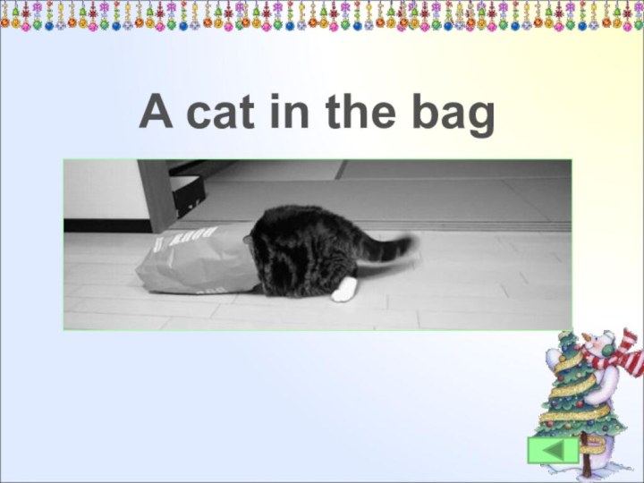 A cat in the bag