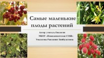 Презентация Самые маленькие плоды растений (дляален учащихся 6 классов)