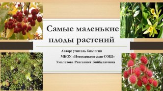 Презентация Самые маленькие плоды растений (дляален учащихся 6 классов)